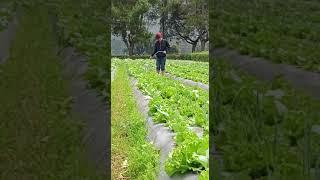 Kebun letus saladah