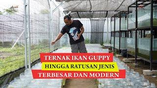 Ternak Ikan Guppy Hingga Ratusan Jenis Bermula dari Hobi Kini Sukses Jadi Farm Terbesar dan Modern