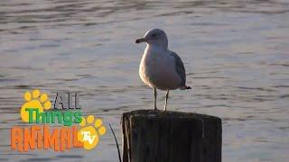 * SEAGULLS *  Birds For Kids  All Things Animal TV