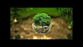 How Plants Communicate & Think - Nature Documentary HD PBS Nova 