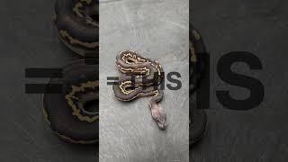 Insane DARK Desert Ghost Clowns? #snake #reptiles #ballpython #animals #pets #python