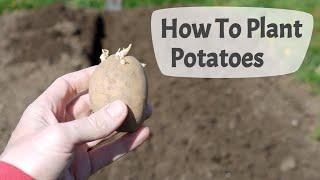How To Plant Potatoes Planting Potatoes On A UK Allotment.