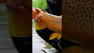 BIG TROUT DESTROYS MY FLY New video is out now #fishing #shorts #flyfishing  #flyfisherman