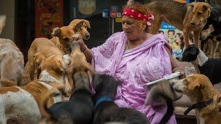 Puppy Love The Dog Lady Of New Delhi’ Cares For 400 Strays