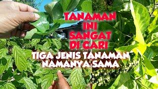 ADA 3 BAHAN BONSAI INDONESIA YG HAMPIR PUNAH