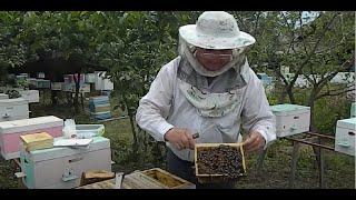 Пчеловодство.Практические советы по содержанию нуклеусного парка