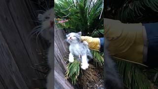 Kittens Rescued During Storm #catrescue #cat #kitten #kittenrescue #rescue