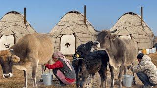 Life far from civilization  Making Butter after cow milking