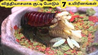 வித்தியாசமான உயிரினங்கள்  Crazy Ways Animals Give Birth  Tamil Info Share