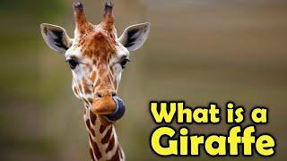 What Exactly Is a Giraffe? Unveiling the Marvels of Natures Tallest Wonder