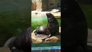 steller Sealion