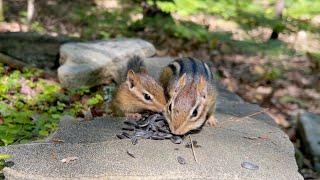 Chipmunk Bunny brings her baby to introduce to me.