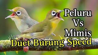 Peluru Vs Mimis Duet Burung Speed Bikin Rajin Jos Kecial Kuning Jos Gacor