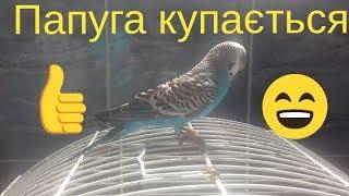 Папуга купається