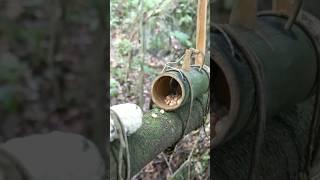 make squirrel trap using bamboo in the forest
