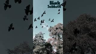 Birds in flight slow motion. Planet caravan Black Sabbath riff