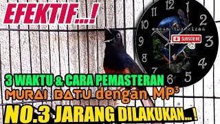 Waktu dan cara pemasteran murai batu yang benar dengan mp3NOMER 3 JARANG DILAKUKAN