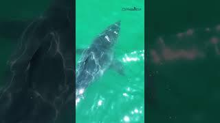 Large possibly pregnant white shark I filmed this week. Im on a quest to film a birth