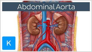 Abdominal Aorta - Branches and Anatomy - Human Anatomy  Kenhub