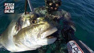 PESCA SUB  Orata Gigante + 8 KG Pesca apnea nel bassofondo - Pesca subacquea Aspetto - Spearfishing