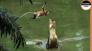 This Monkey Jumps Straight Into a Crocodiles Trap
