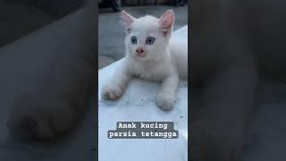 Anak kucing persia tetangga #shorts