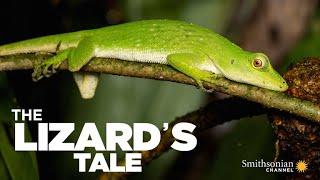 The Lizards Tale 101 Meet the Anoles