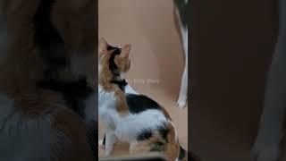 PRANK KUCING PAKAI VIDEO YOUTUBE