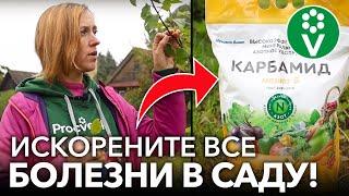 УНИЧТОЖЬТЕ ВСЕ БОЛЕЗНИ В САДУ ОСЕНЬЮ Искореняющая обработка сада когда и как правильно сделать