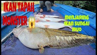 LUARBIASA IKAN TAPAH MONSTER LANGGAR JARING  PATIN SUNGAI LAUK SEBULAN ⁉️