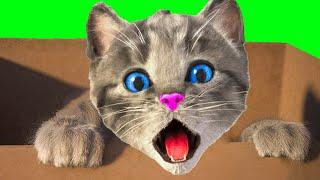 LITTLE KITTEN ADVENTURE LEARNING VIDEO - MY FAVOURITE CAT AND CARTOON STORY