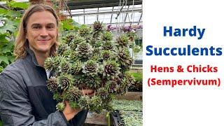 HENS AND CHICKS Sempervivum Hardy Succulents