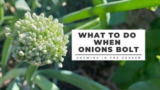 What to do when ONIONS BOLT Growing in the Garden