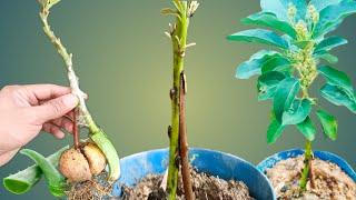 COMBINATION OF GRAFTING AND AVOCADO CUTTINGS USING ALOE VERA  how to grow avocado from seed