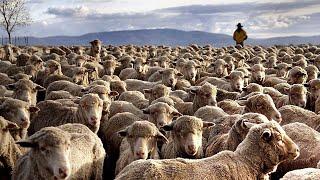 How 517 Million Sheep In The United States Are Raised By Ranchers - Sheep Farming