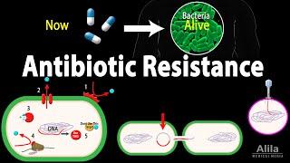 Antibiotic Resistance Animation