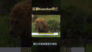 巨獅寬威死亡#Kwandwe male lion was dead# #動物世界 #獅子王國#動物日記 #lion