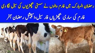 Australian Fresian Heifers  Jersey Cow Babies  Sasti Bachrian  Special Ramadan Offers  Attock