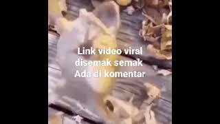 video viral di semak semak link di komentar