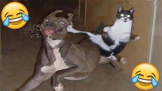 VIDEOS GRACIOSOS DE PERROS Y GATOS  Si Te Ries Pierdes