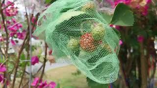 How to easily protect your blackberries from birds. Zone 9b Central Florida