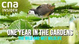 Wet & Wild In The Singapore Botanic Gardens  One Year In The Gardens Part 22