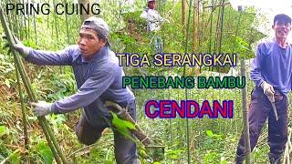 Suasana Penebangan Bambu Cendani