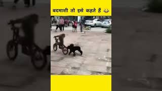 बंदरों की बदमाशी कभी कम नहीं हों सकतीं   monkey video