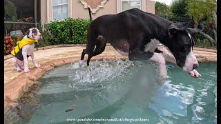 Diving Great Dane Is So Excited Puppy Is Learning To Swim