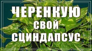 Сциндапсус Эпипремнум. Размножение черенком и пересадка.