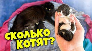 Беременная кошка рожает Сколько котят родилось  SANI vlog