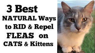 How to Rid and Repel Fleas on Cats and Kittens Naturally