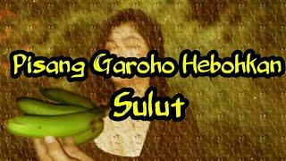 virall Pisang Garoho Manado pisang garoho Hebohkan Masyarakat Sulut