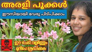 oleanderarali plant care  അരളി ചെടി എളുപ്പത്തിൽ വേരു പിടിപ്പിക്കാം  Gardening Malayalam